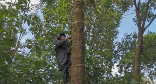 UNESCO Celebrates Ancient Kithul Sap Craft in SL